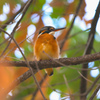 紅葉にまぎれて