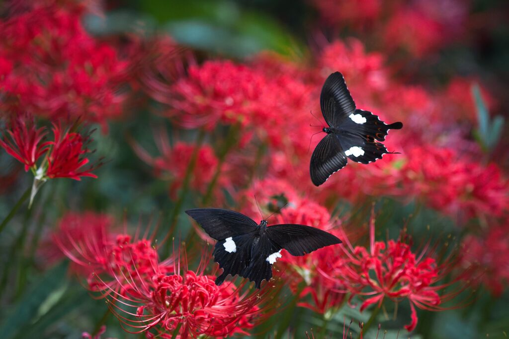黒の出会い
