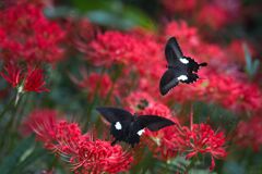 黒の出会い