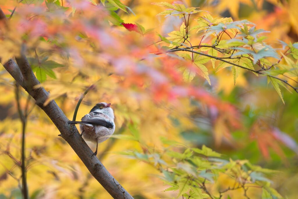 もみじに囲まれて