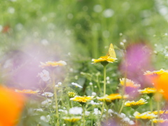 花の世界にぼくはどこ・・・？