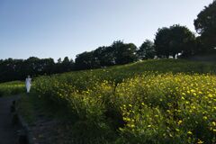 黄を歩む