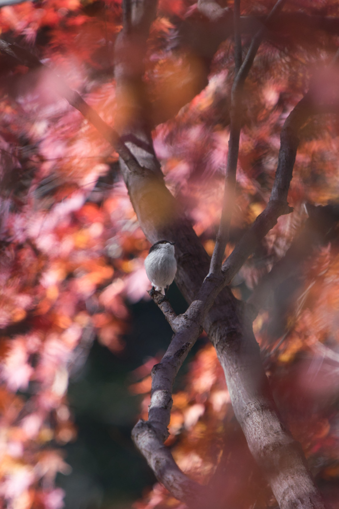 晩紅の白