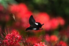 黒ひらり