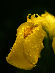 黄色。雨に打たれて