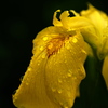 黄色。雨に打たれて
