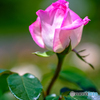 薔薇