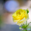 薔薇