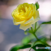 薔薇