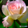 薔薇