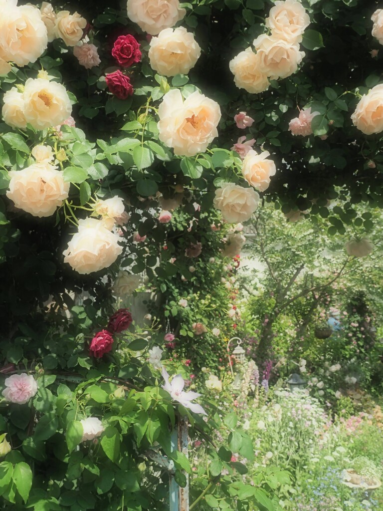 バラの庭園