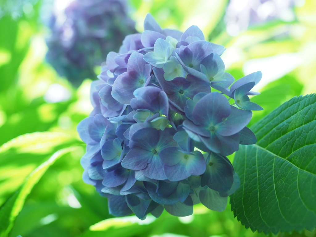 紫陽花を求めて