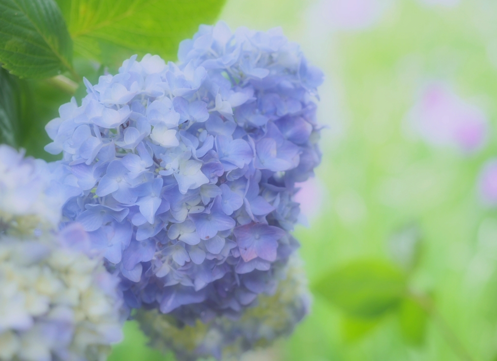 紫陽花の季節