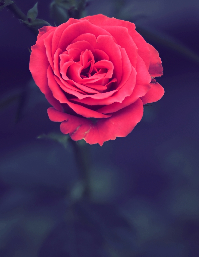 花き研究指導室
