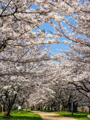 春の散歩道