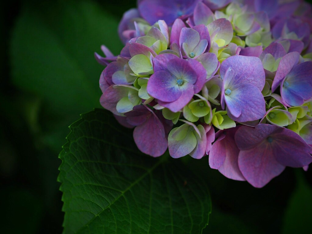 紫陽花の季節