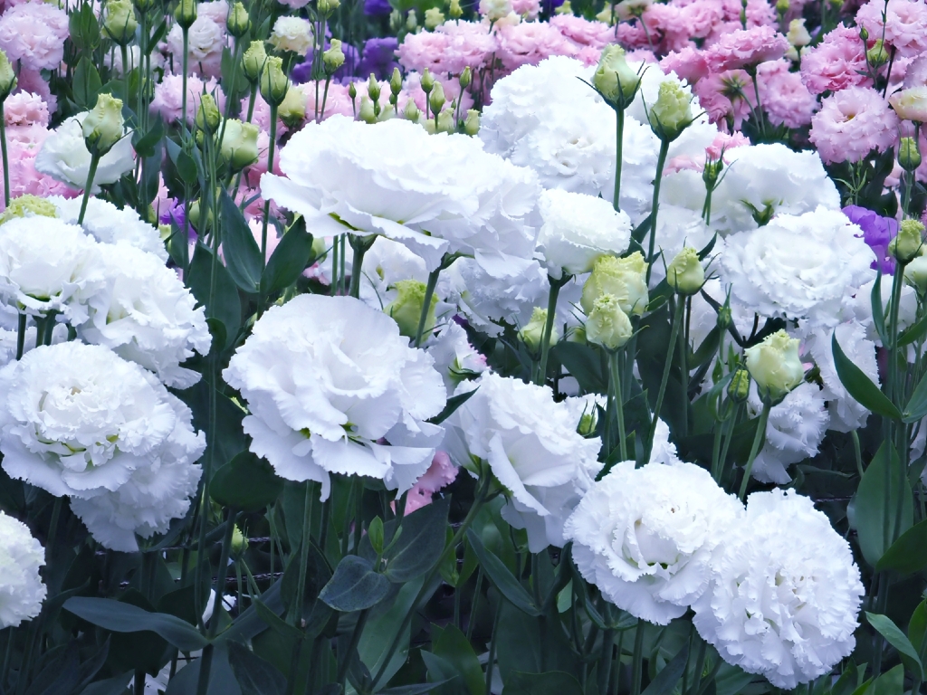 花き研究指導室