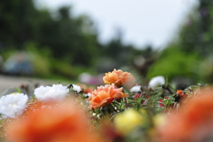 路傍の薔薇