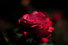 紅薔薇③