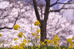 菜の花