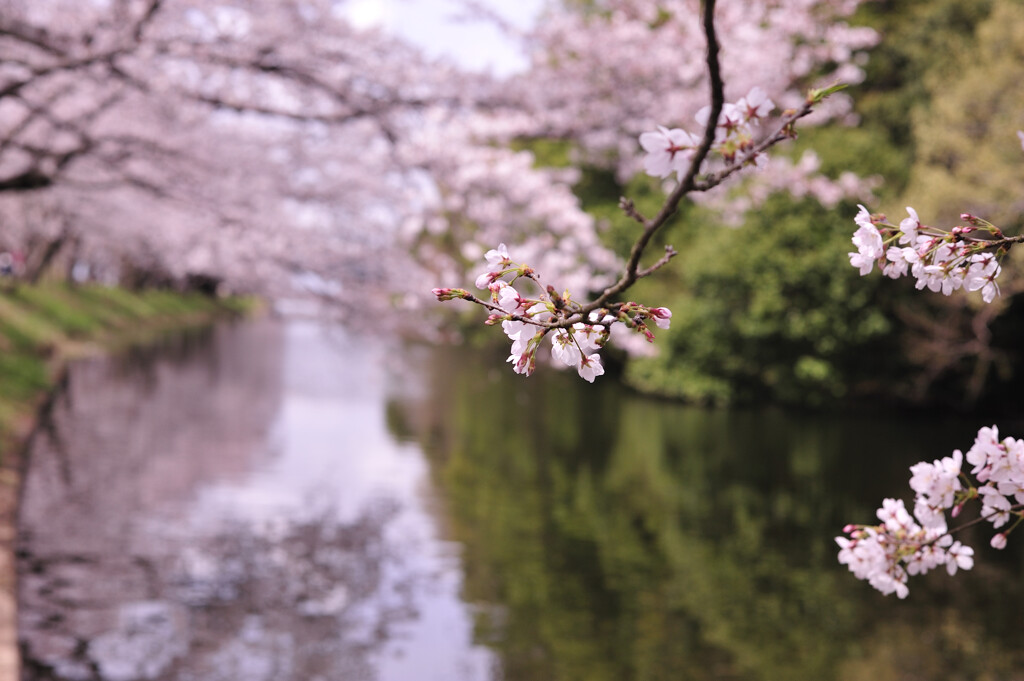 川辺の桜