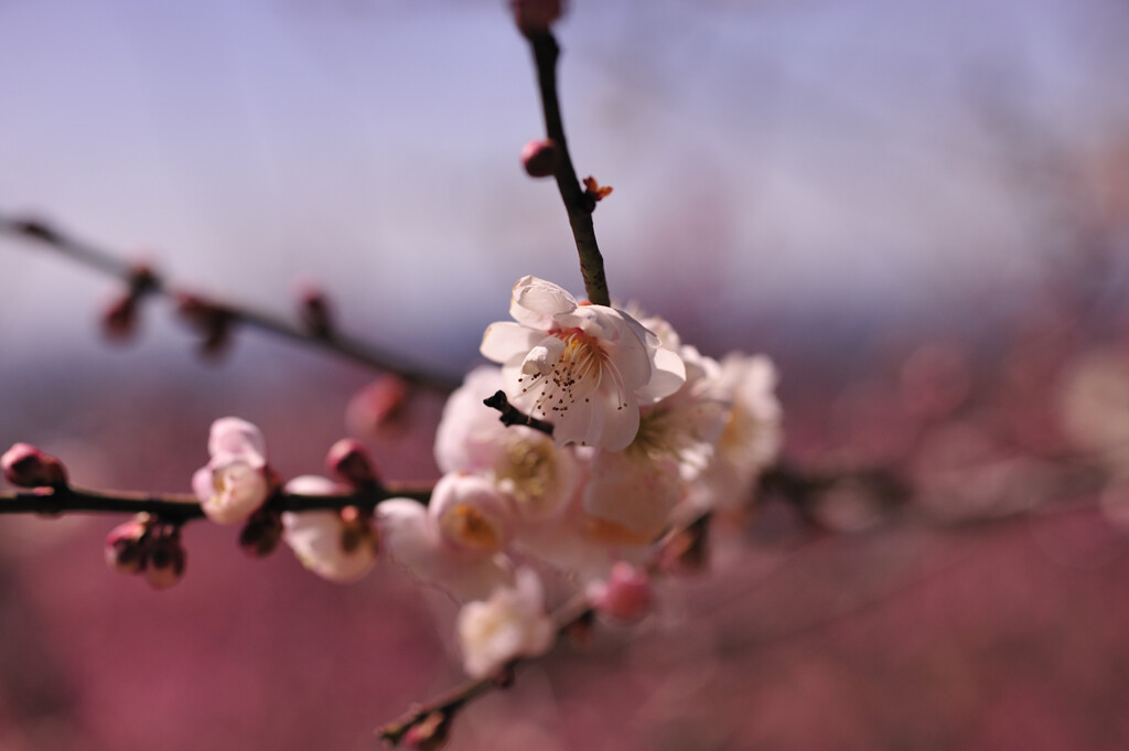 梅花②