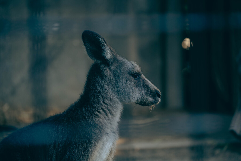 Kangaroo