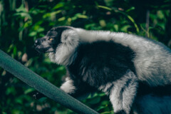 lemur