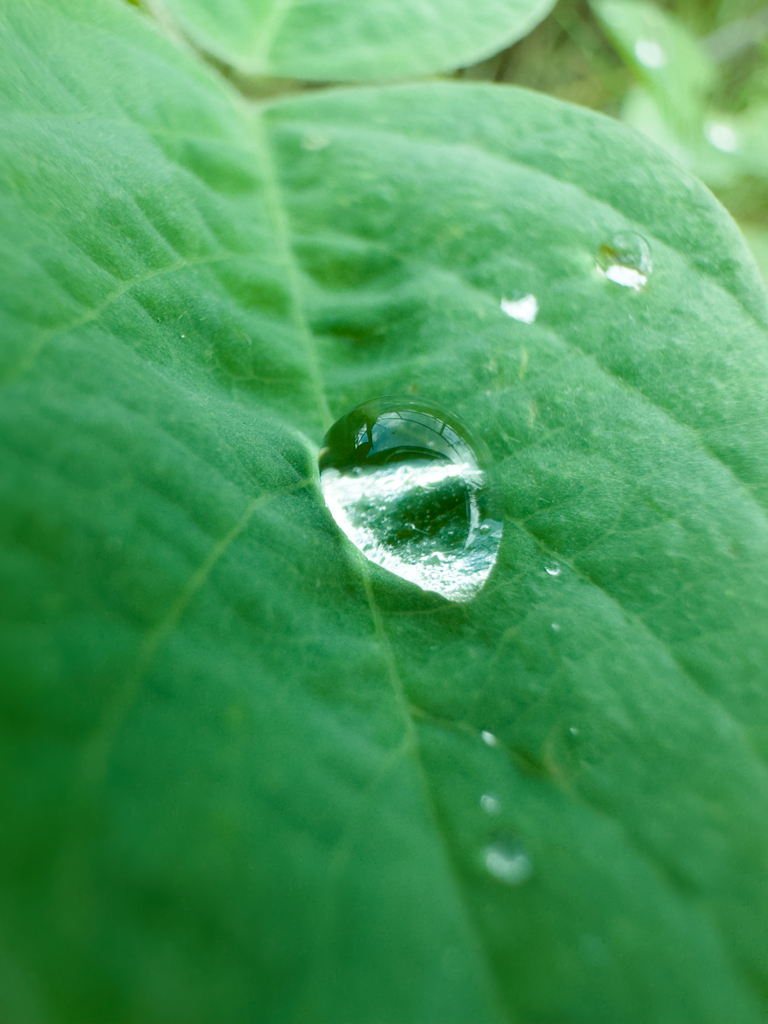 インドの雨上がり