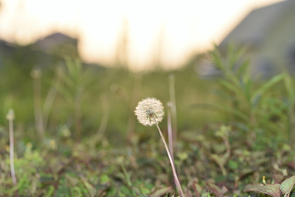 夕陽のたんぽぽ