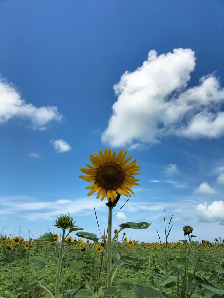ひまわり