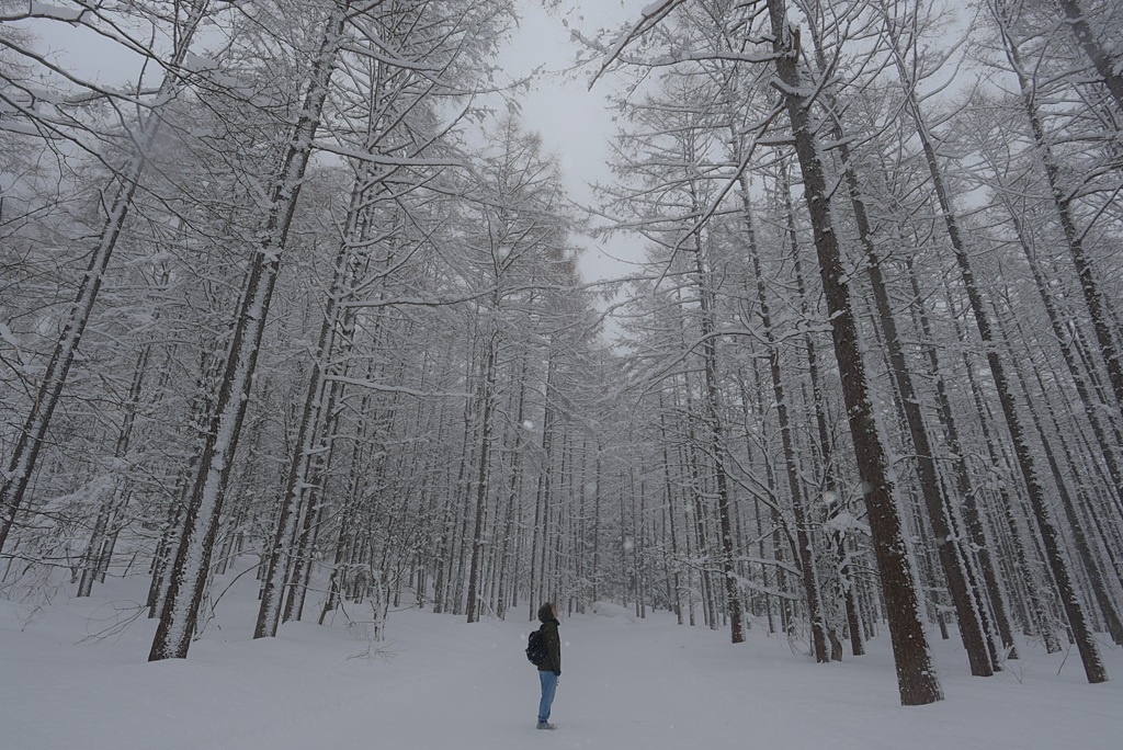 雪の結晶の世界