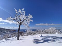 雪が咲く木