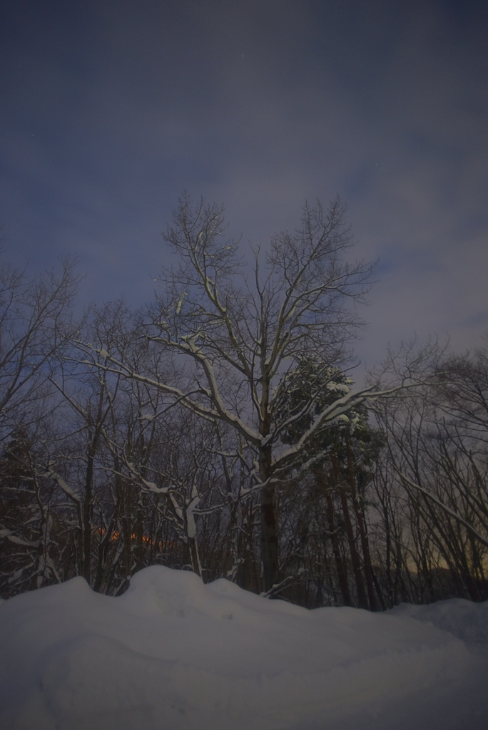 雪の木