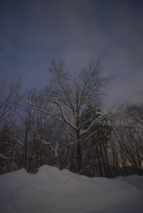 雪の木