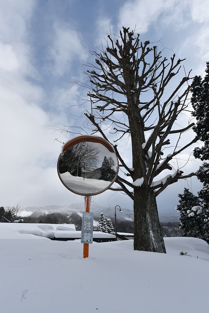雪の中からにょっこり