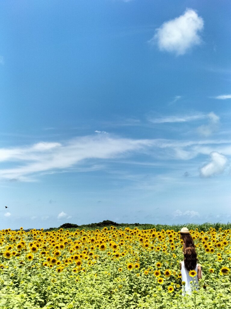 ひまわりばたけ