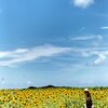 ひまわりばたけ