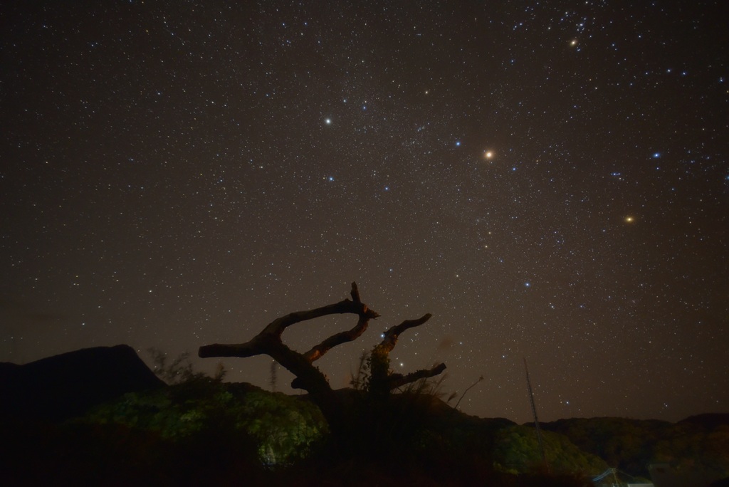 木と星空