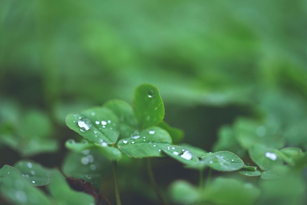 雫