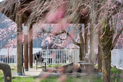 桜と休憩所のベンチ