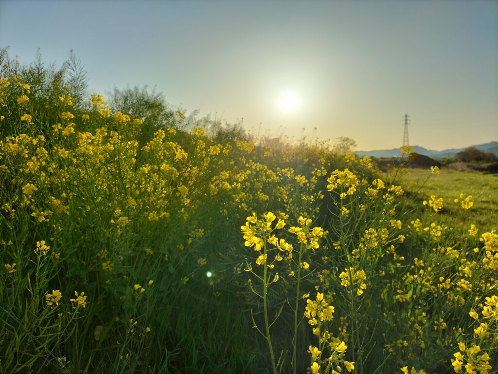 菜の花