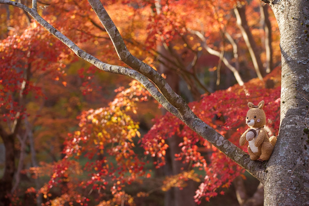 どんぐりを見つけたりす