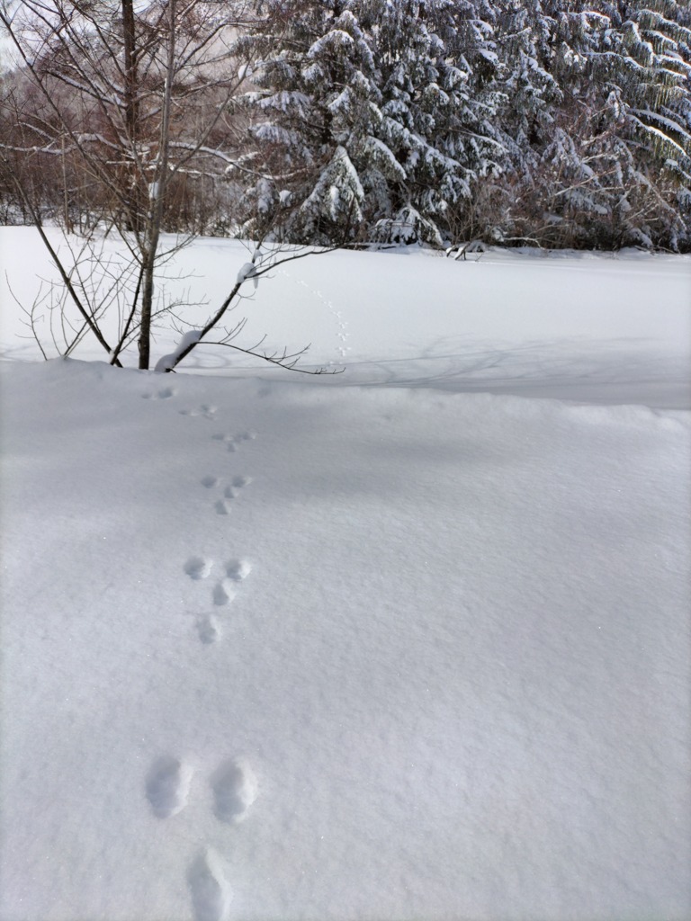 野生の足跡