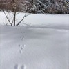 野生の足跡