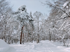 雪の帽子を被った木