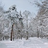 雪の帽子を被った木