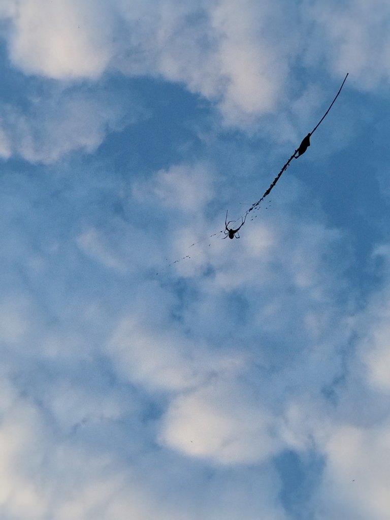 雲と蜘蛛