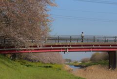 桜　橋