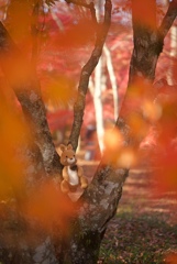 どんぐりが消えたりす